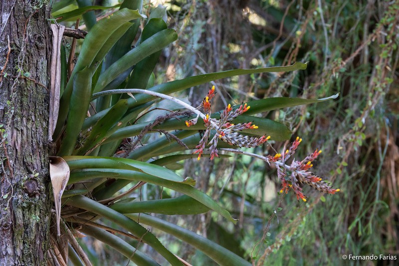 Aechmea caudata photo 3