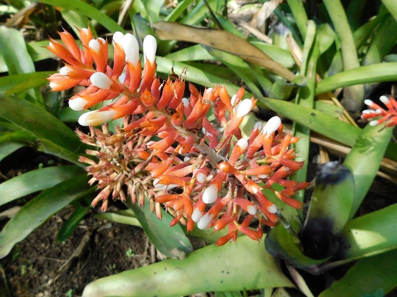 Aechmea caudata photo 4