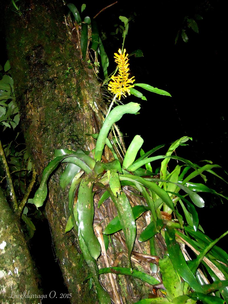 Aechmea caudata photo 5