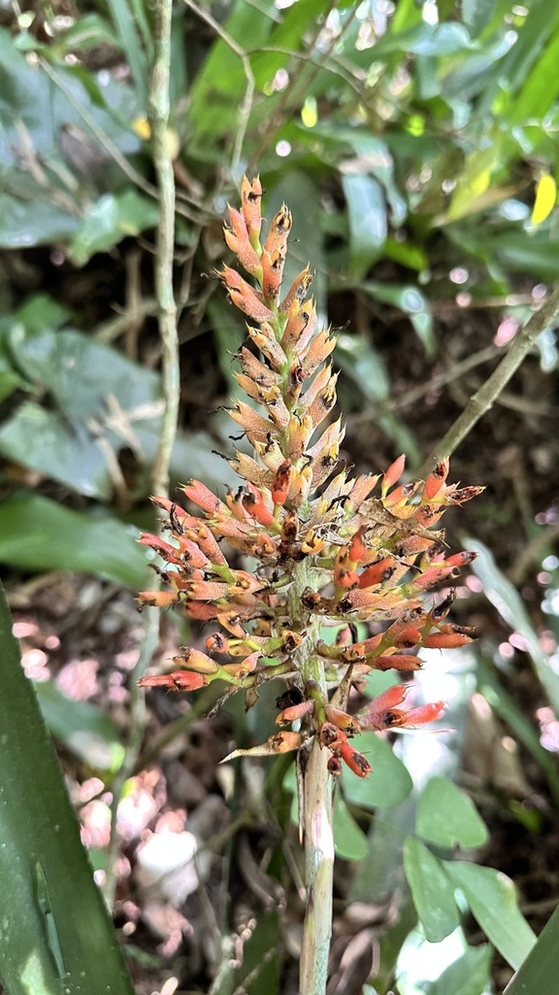 Aechmea caudata photo 7