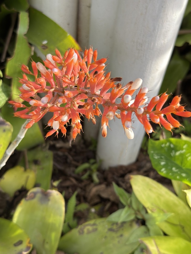 Aechmea caudata photo 8