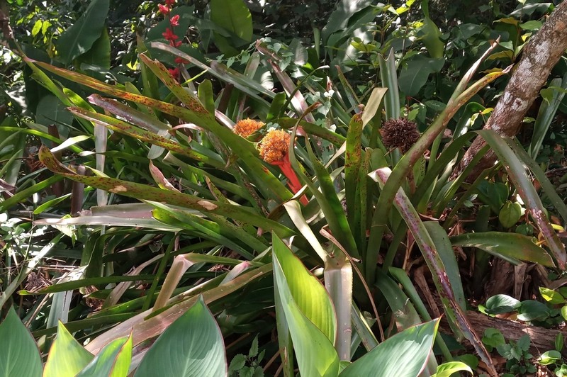 Aechmea cephaloides photo 2