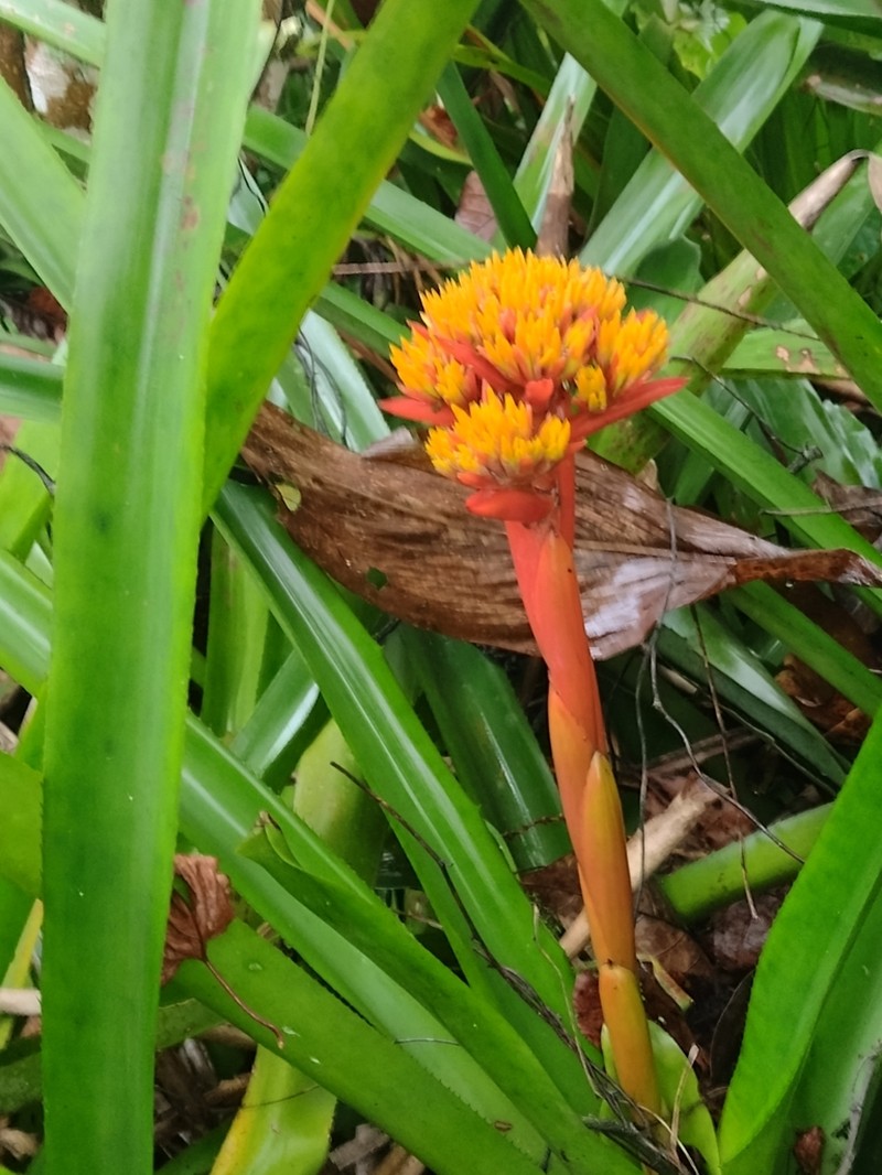 Aechmea cephaloides photo 3