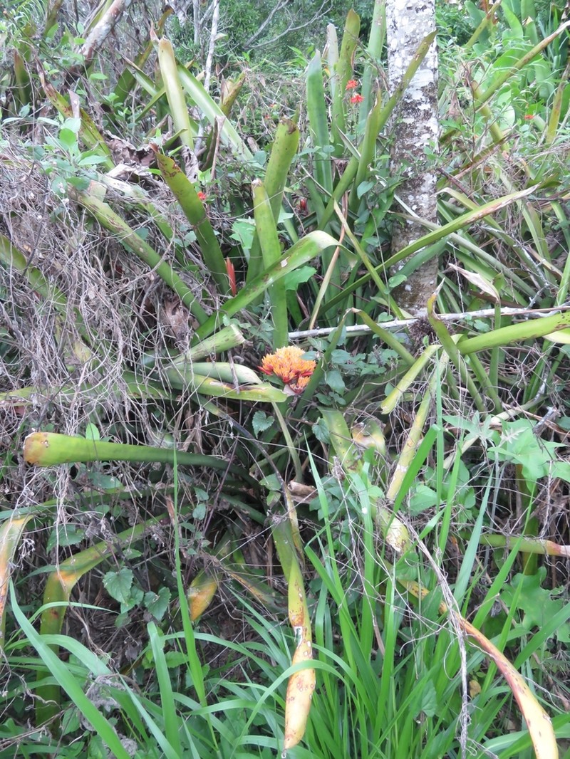 Aechmea cephaloides photo 4