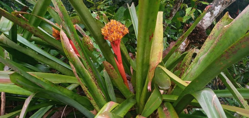 Aechmea cephaloides photo 5