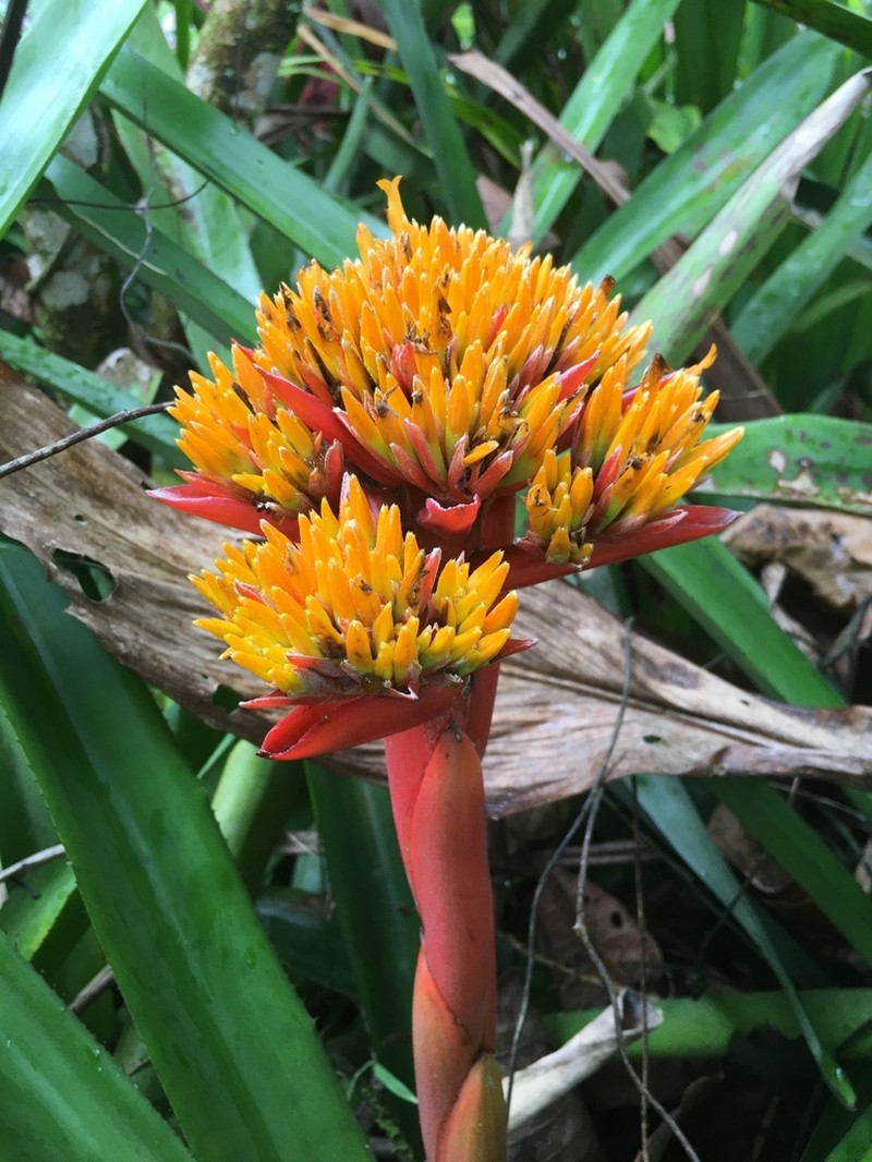 Aechmea cephaloides photo 6