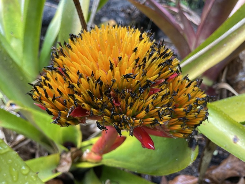 Aechmea cephaloides photo 7