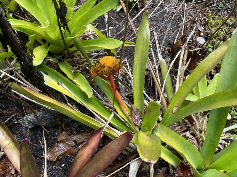 Aechmea cephaloides photo 8