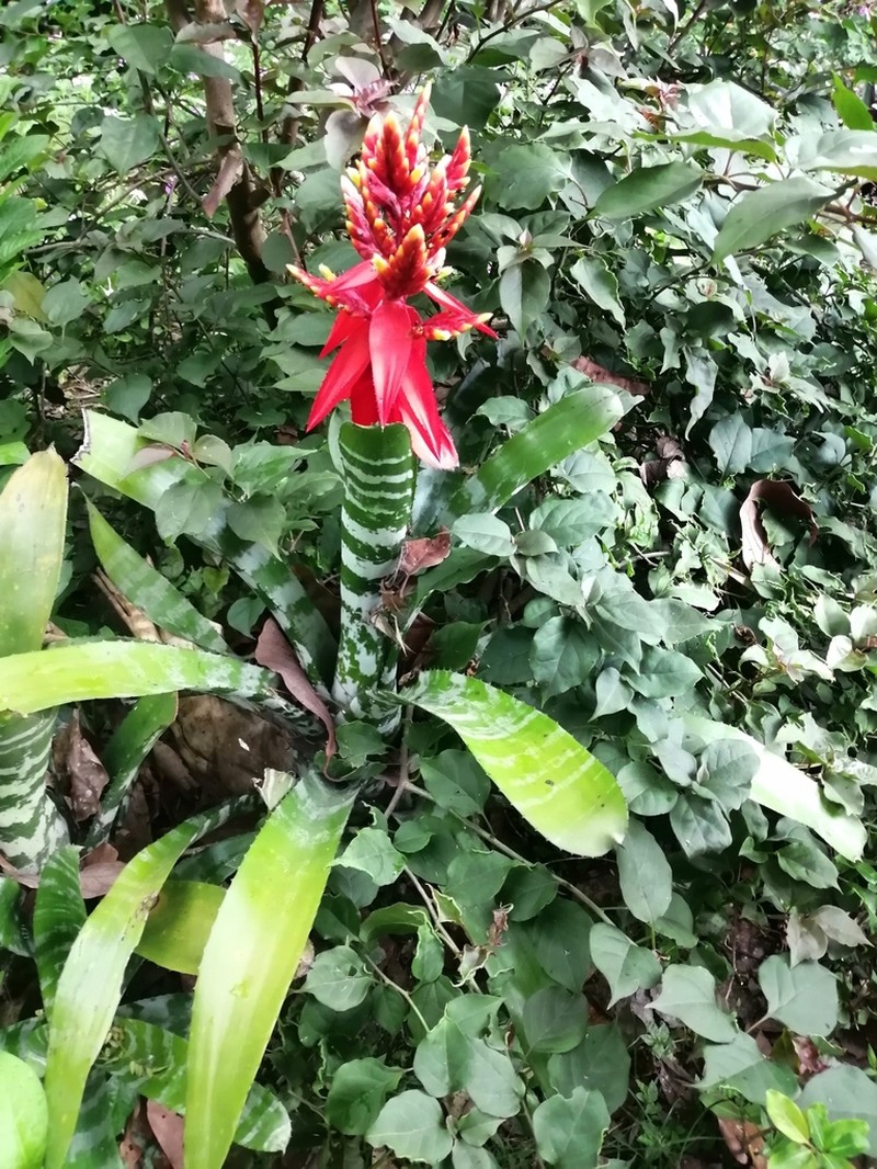 Aechmea chantinii photo 2