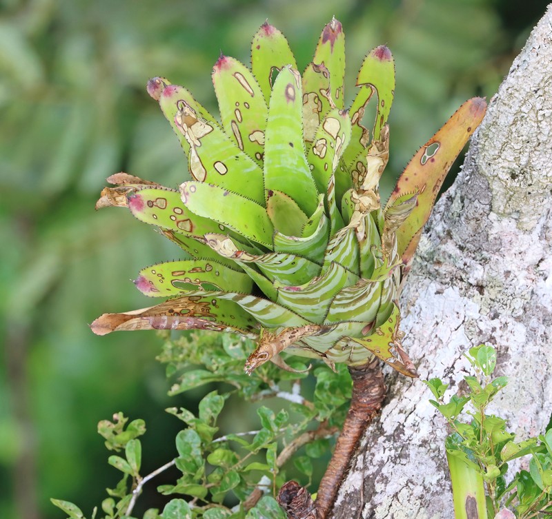 Aechmea chantinii photo 4