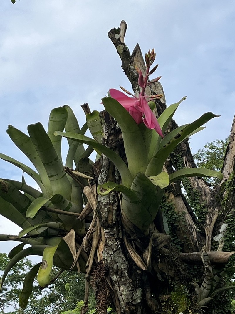 Aechmea chantinii photo 5