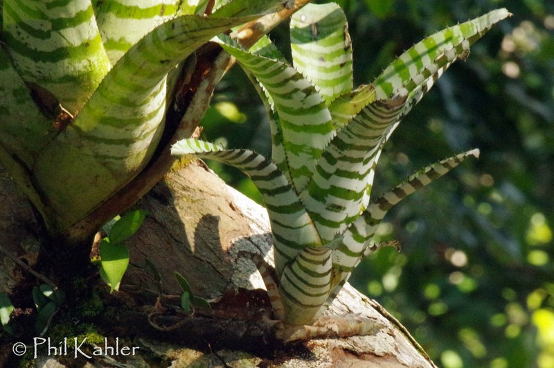 Aechmea chantinii photo 6