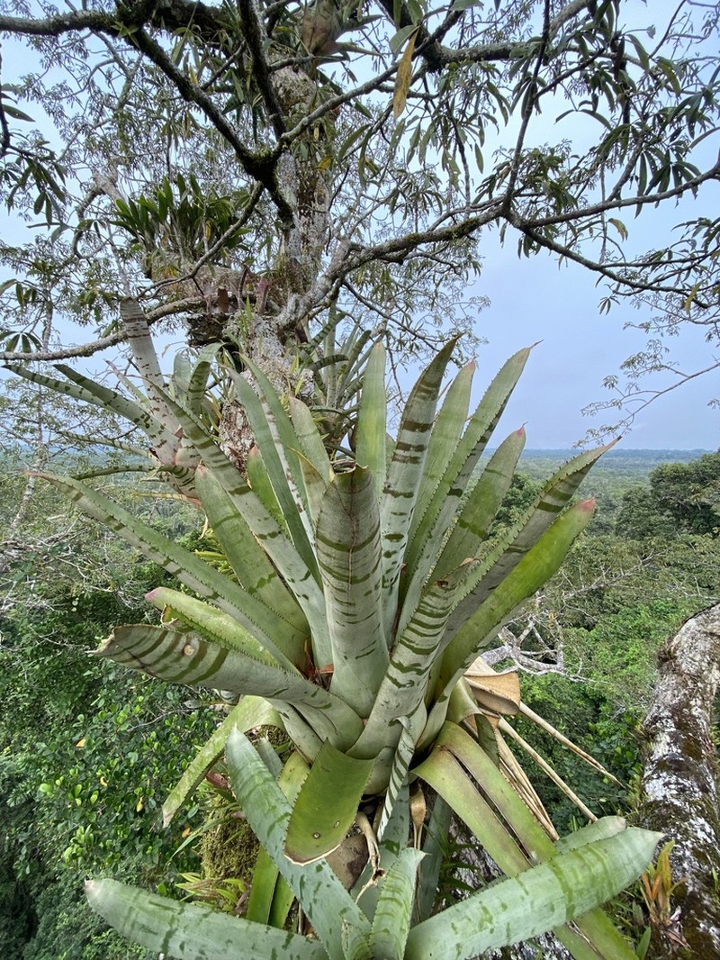 Aechmea chantinii photo 7