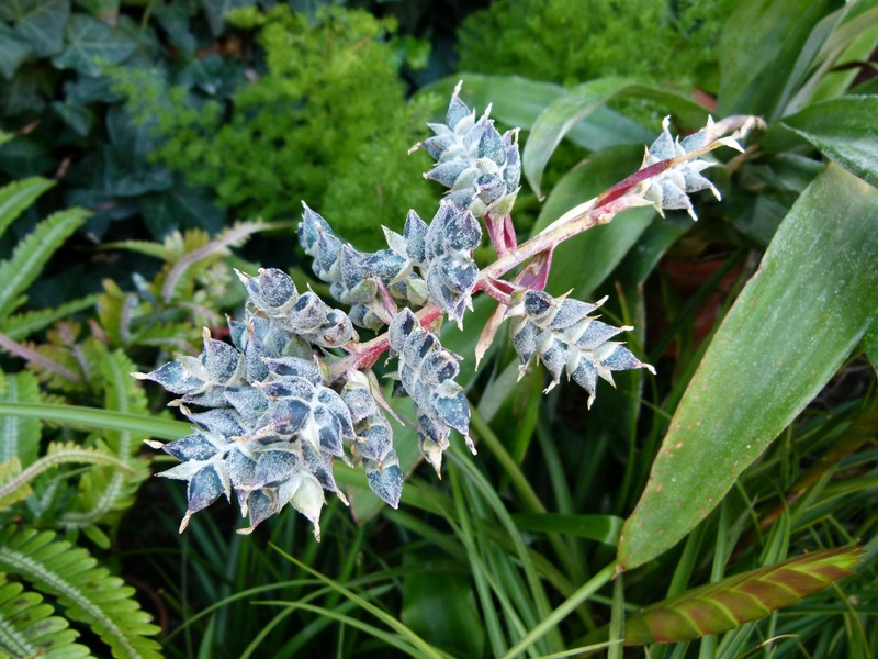 Aechmea coelestis
