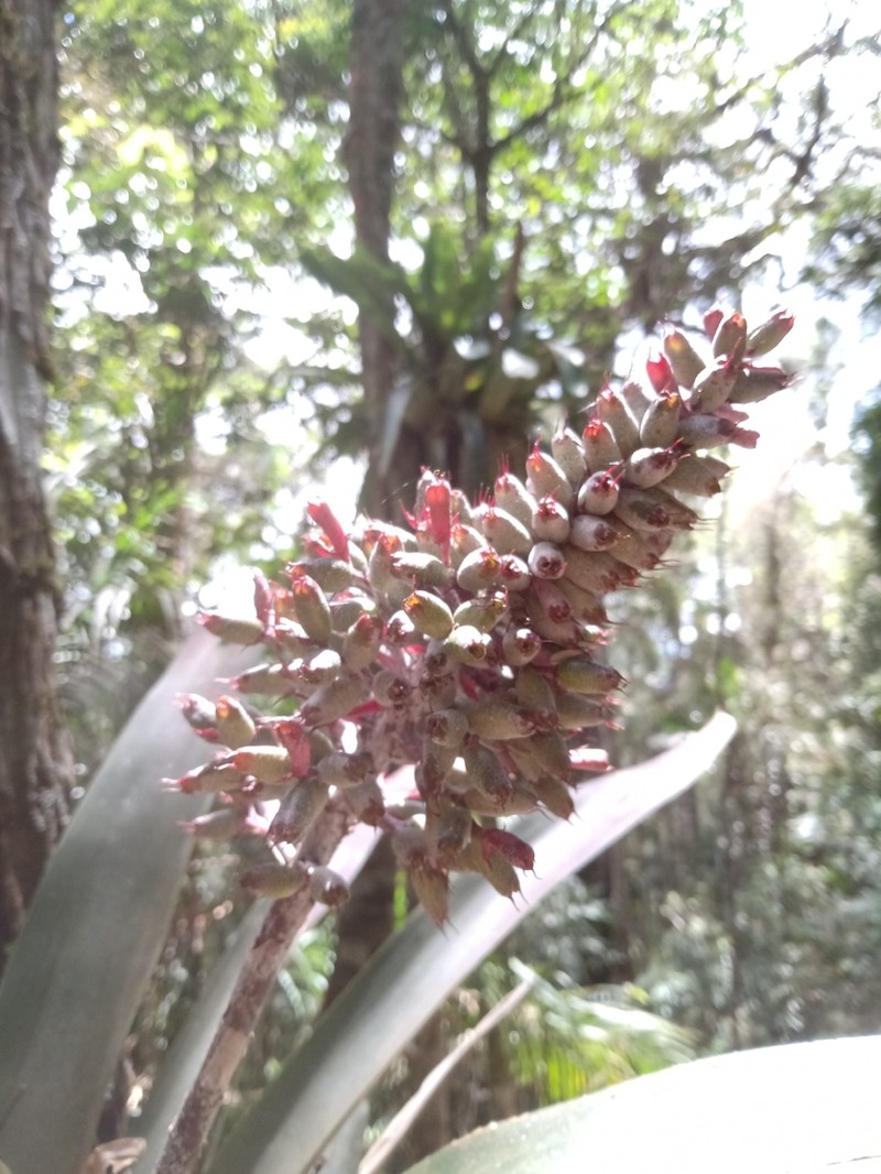 Aechmea coelestis photo 3