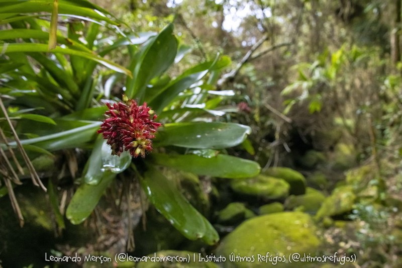 Aechmea coelestis photo 4