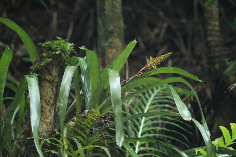 Aechmea coelestis photo 5