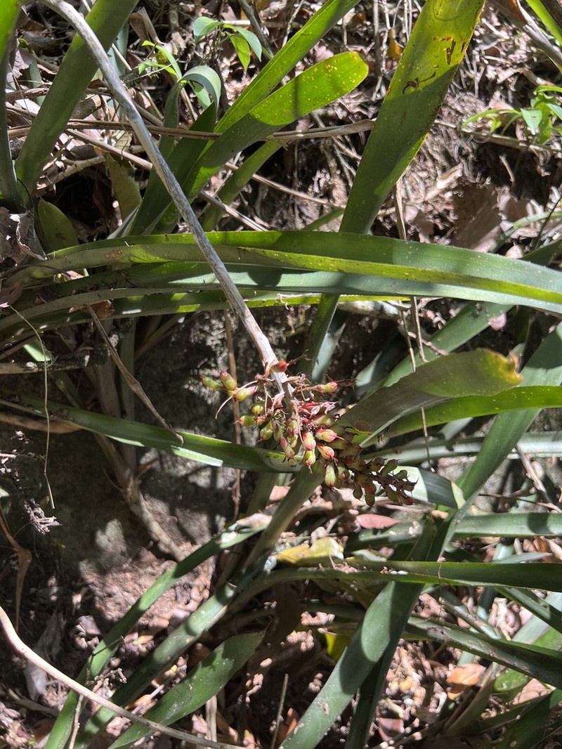 Aechmea coelestis photo 6