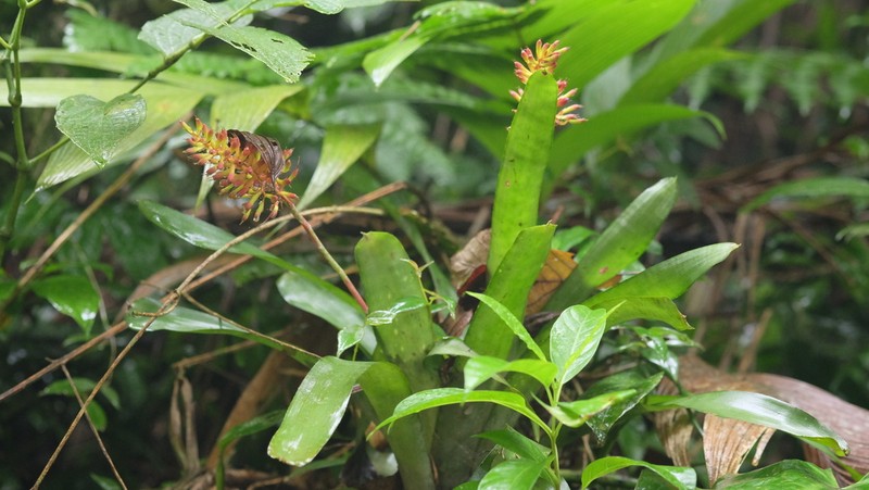 Aechmea coelestis photo 7