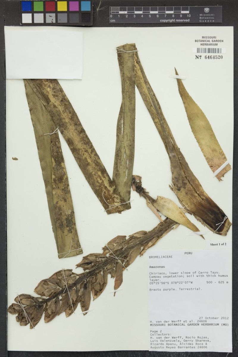 Aechmea colombiana photo 2