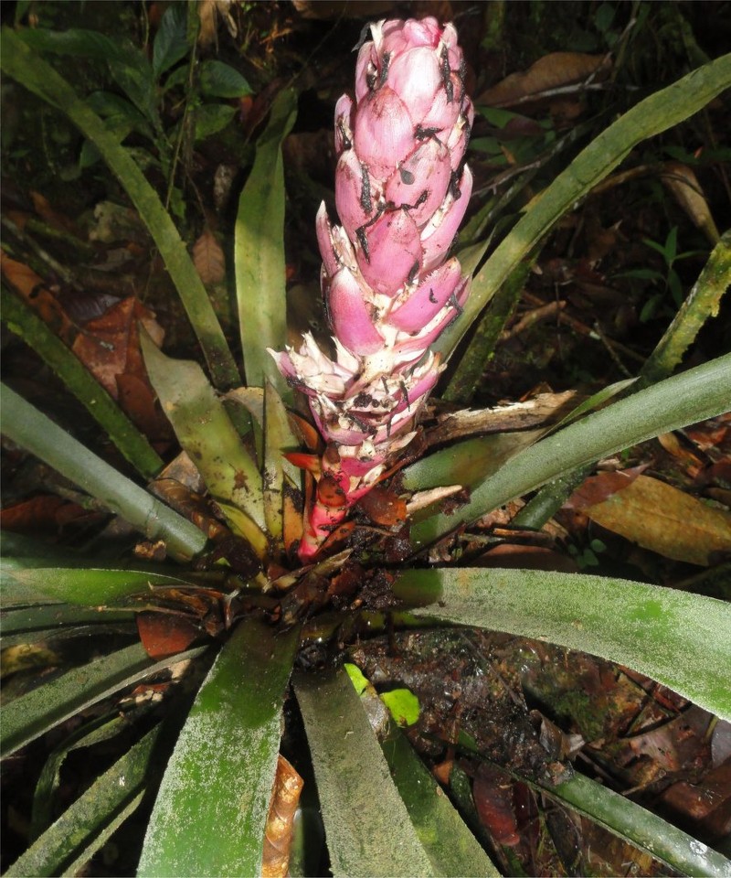 Aechmea colombiana photo 3