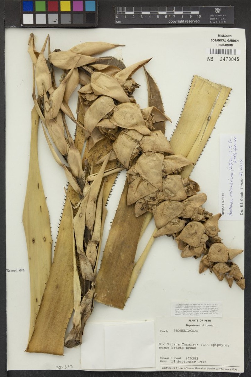 Aechmea colombiana photo 4