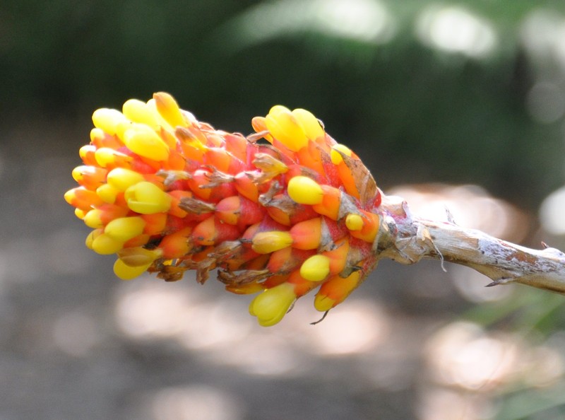 Aechmea comata