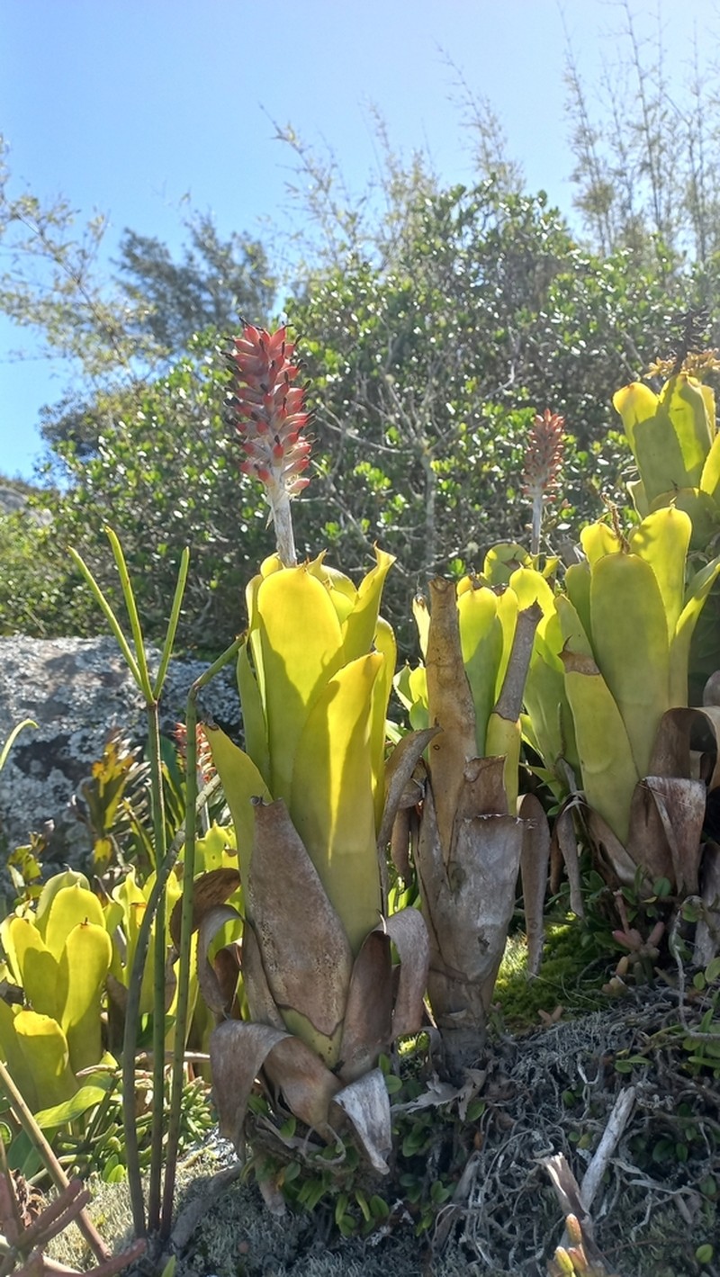Aechmea comata photo 2