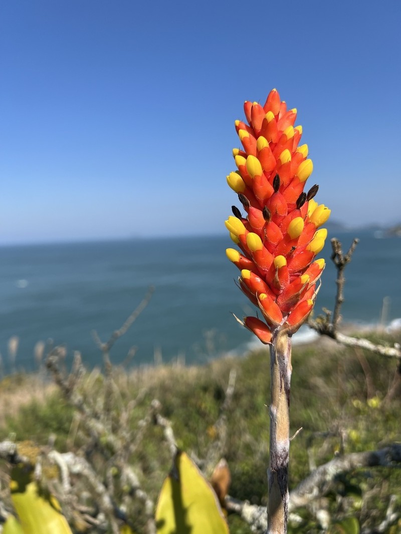 Aechmea comata photo 3
