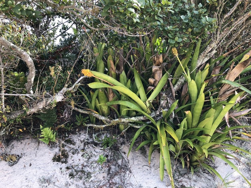 Aechmea comata photo 4