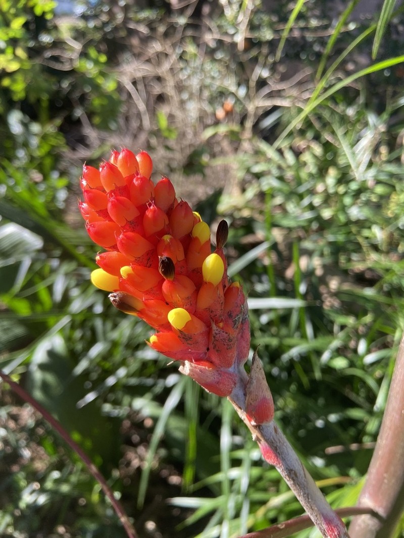 Aechmea comata photo 5