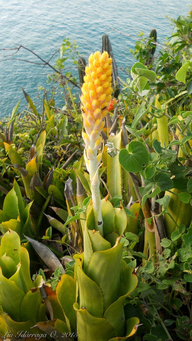 Aechmea comata photo 6