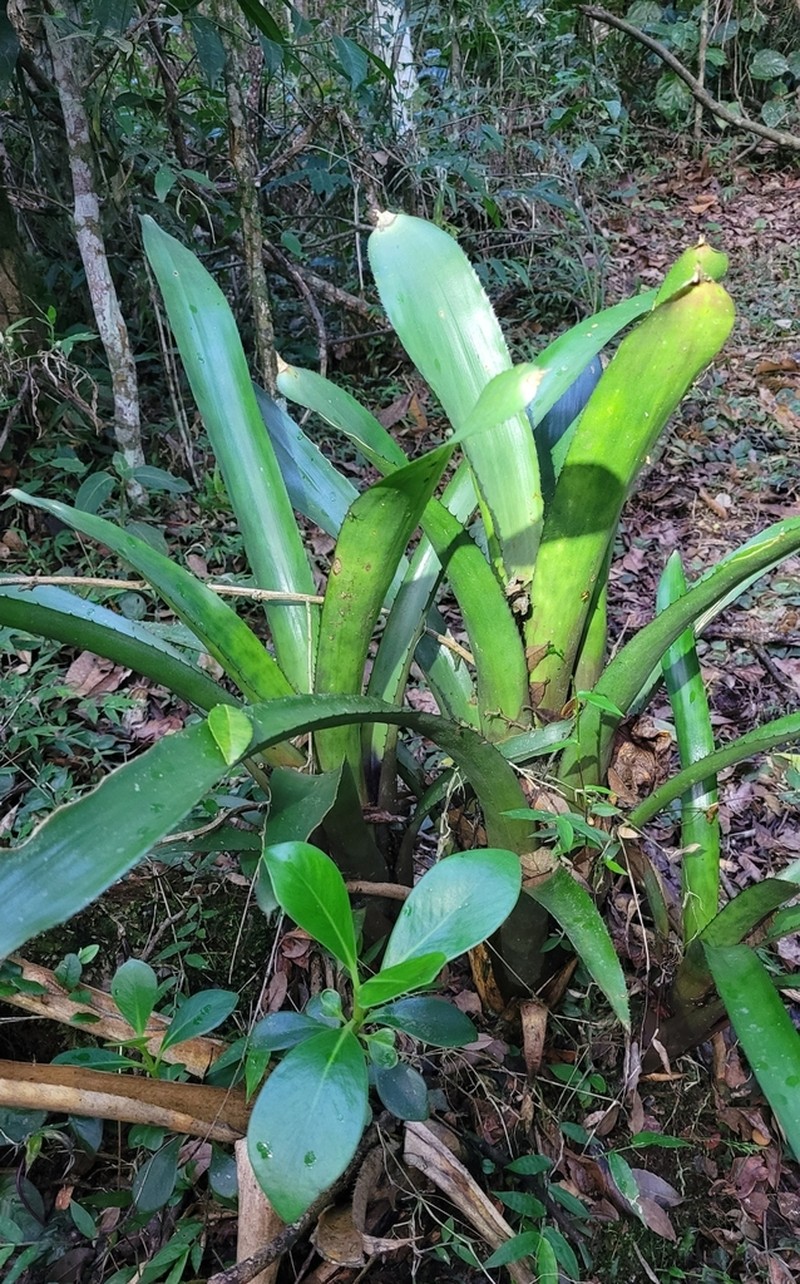 Aechmea comata photo 8