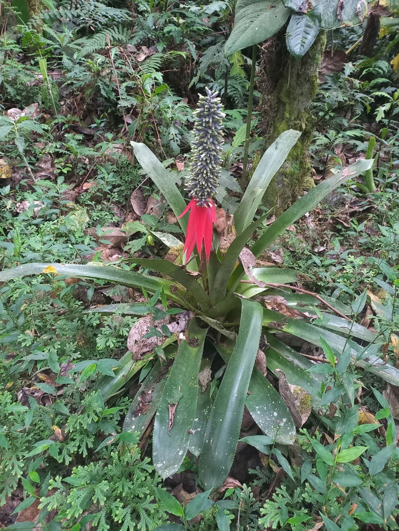 Aechmea confertiflora photo 2