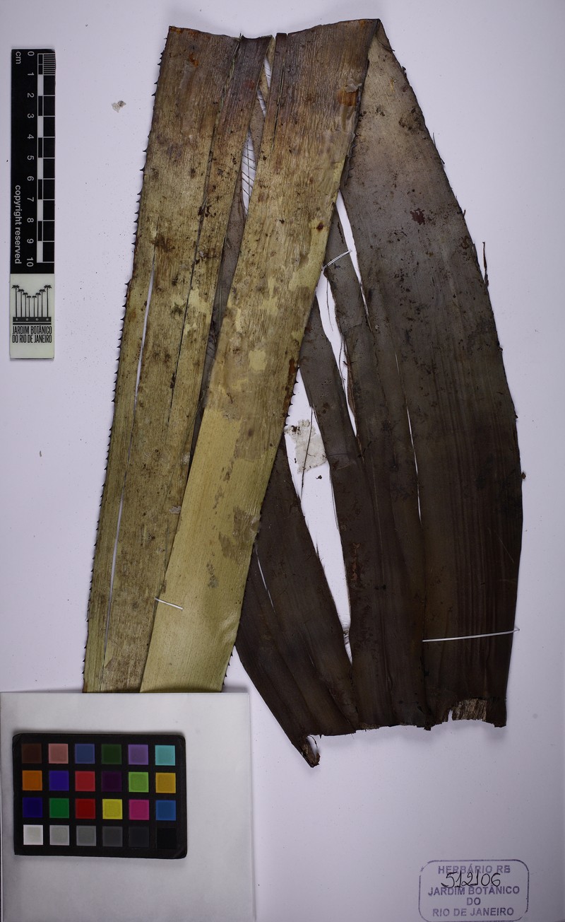 Aechmea conifera photo 2