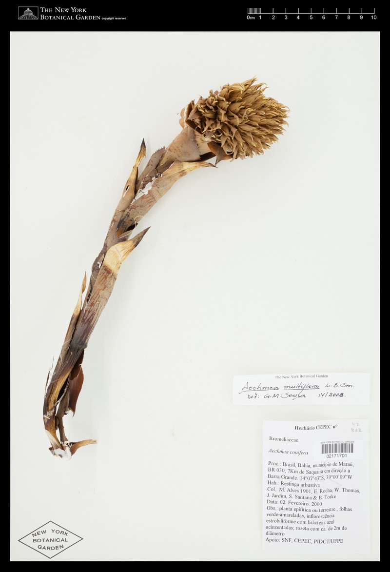 Aechmea conifera photo 3