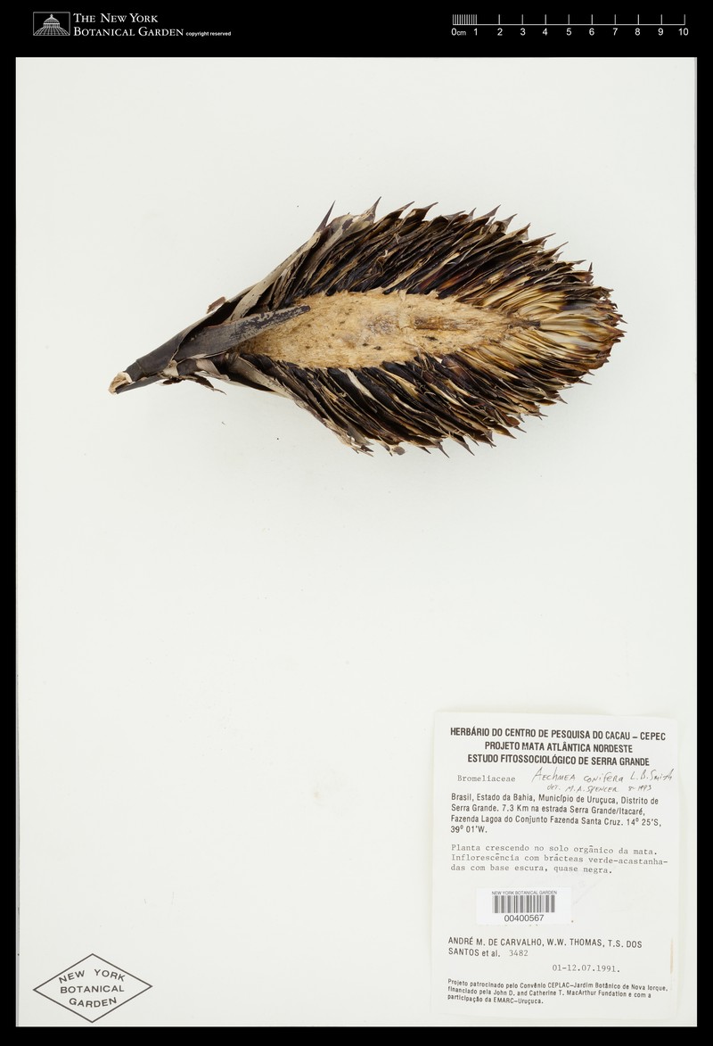 Aechmea conifera photo 4