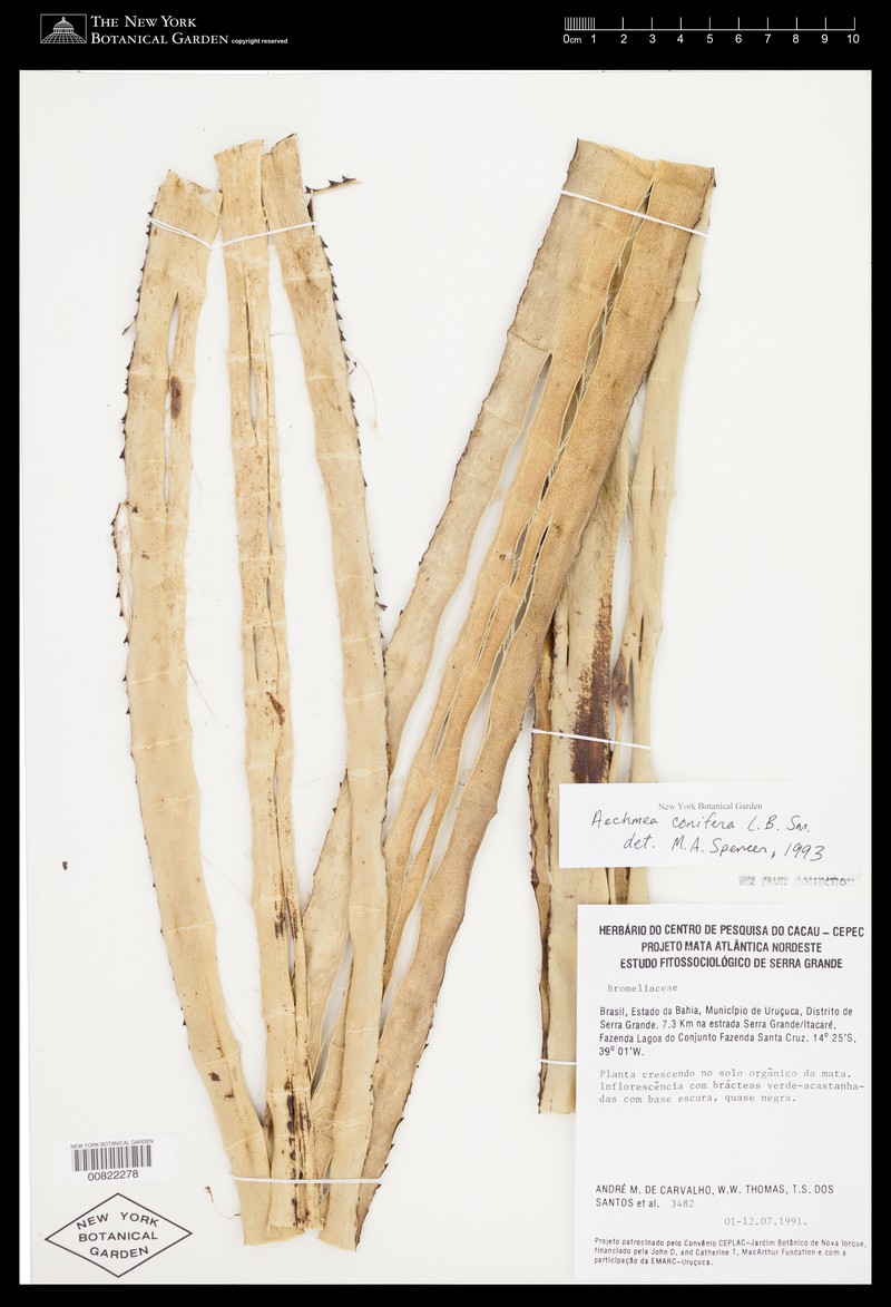 Aechmea conifera photo 5
