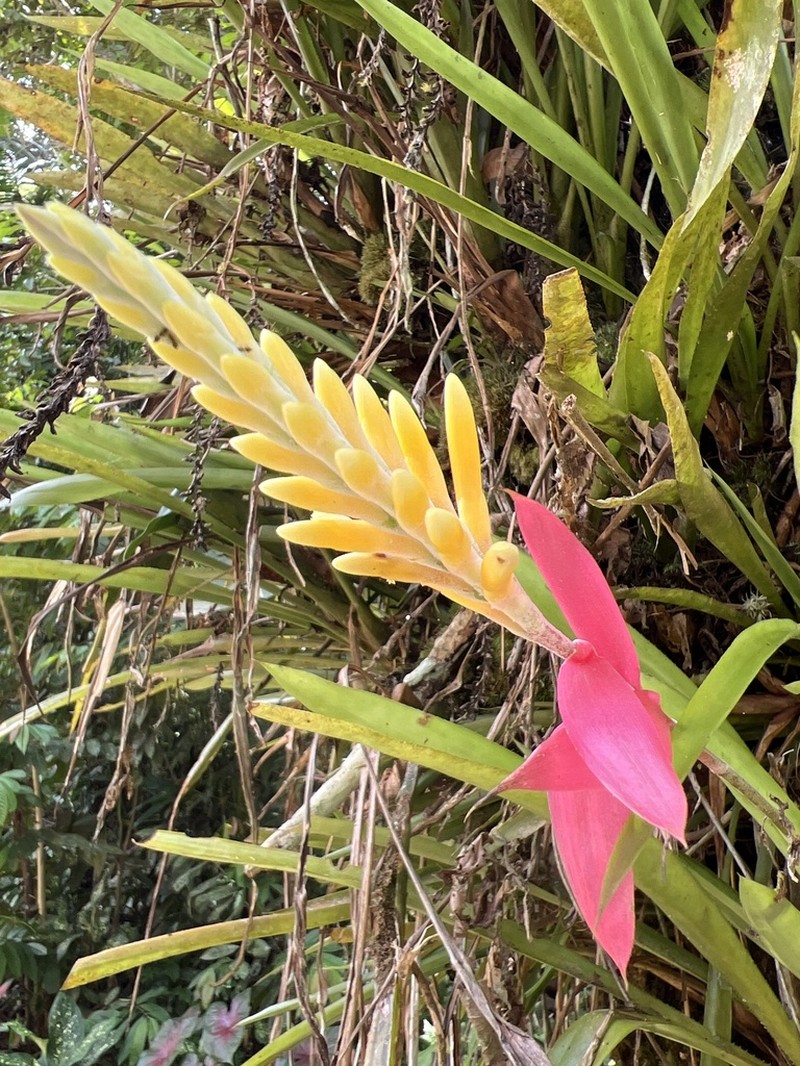 Aechmea contracta photo 2