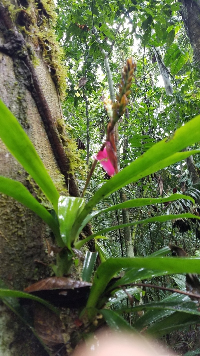 Aechmea contracta photo 3