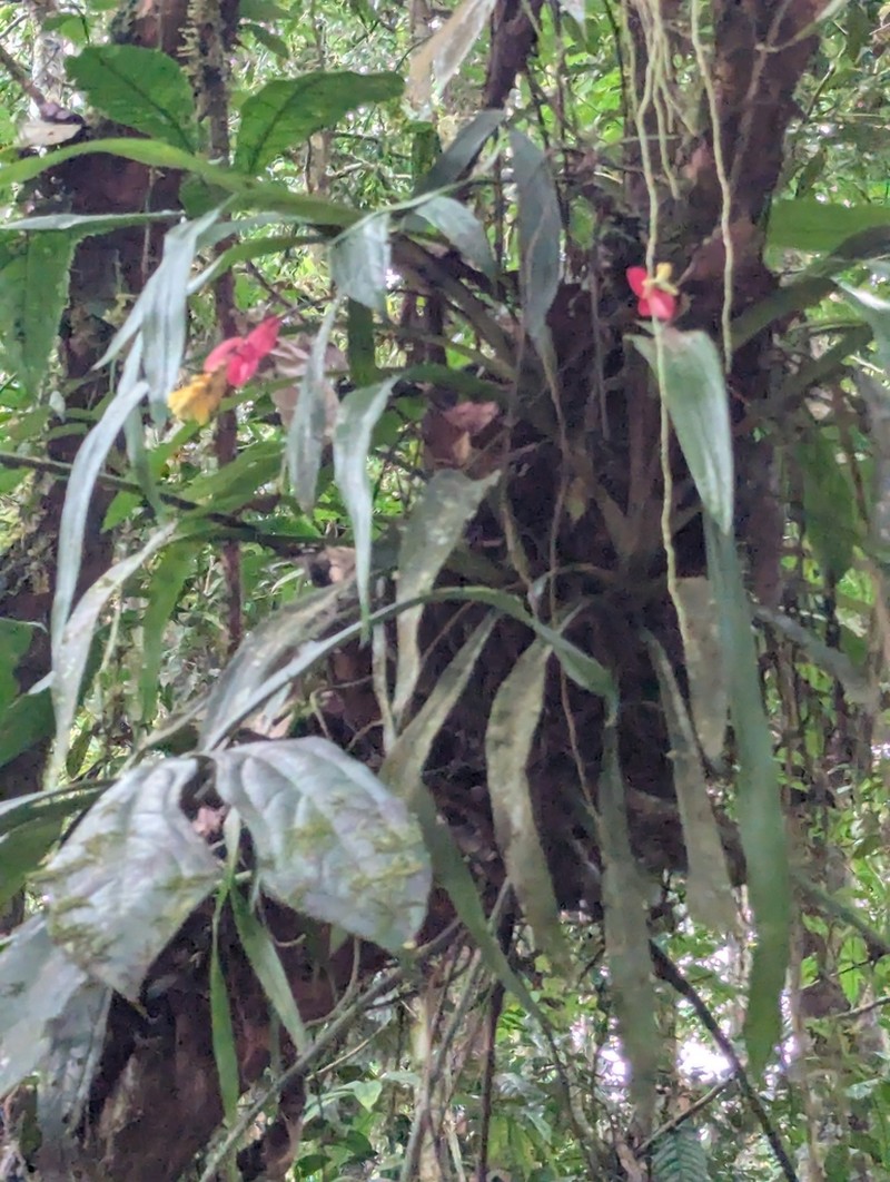 Aechmea contracta photo 4