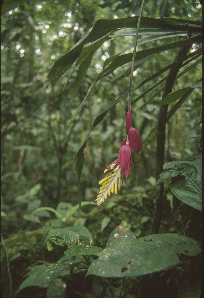 Aechmea contracta photo 5