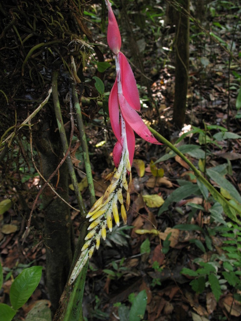 Aechmea contracta photo 6