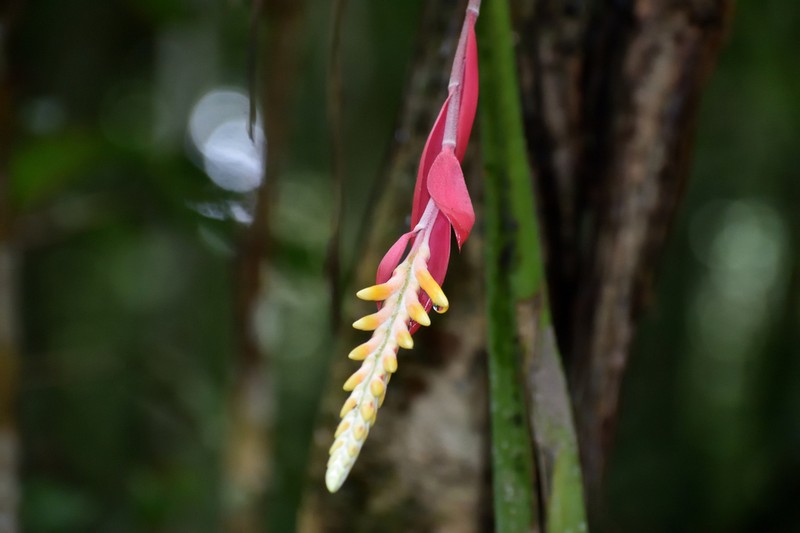 Aechmea contracta photo 7