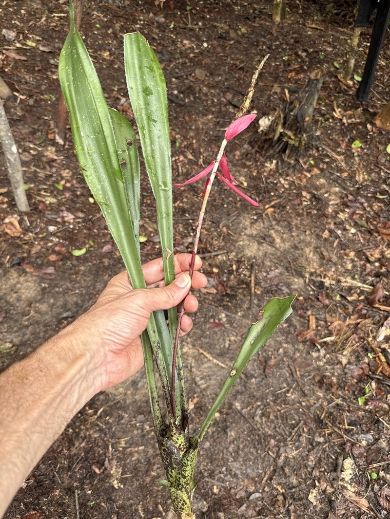 Aechmea contracta photo 8