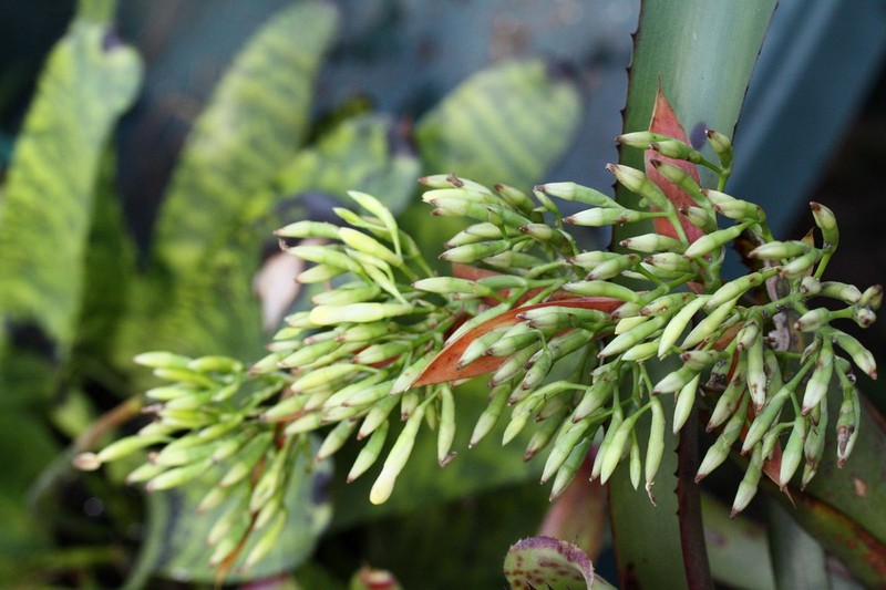 Aechmea correia-araujoi