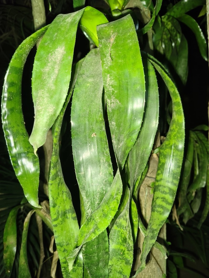 Aechmea correia-araujoi photo 2