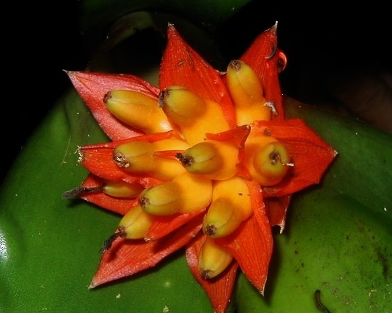 Aechmea corymbosa photo 2