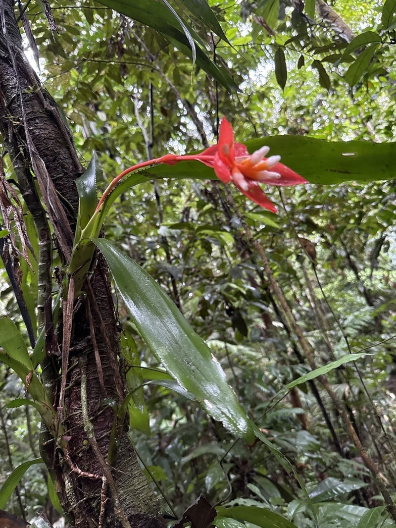 Aechmea corymbosa photo 3