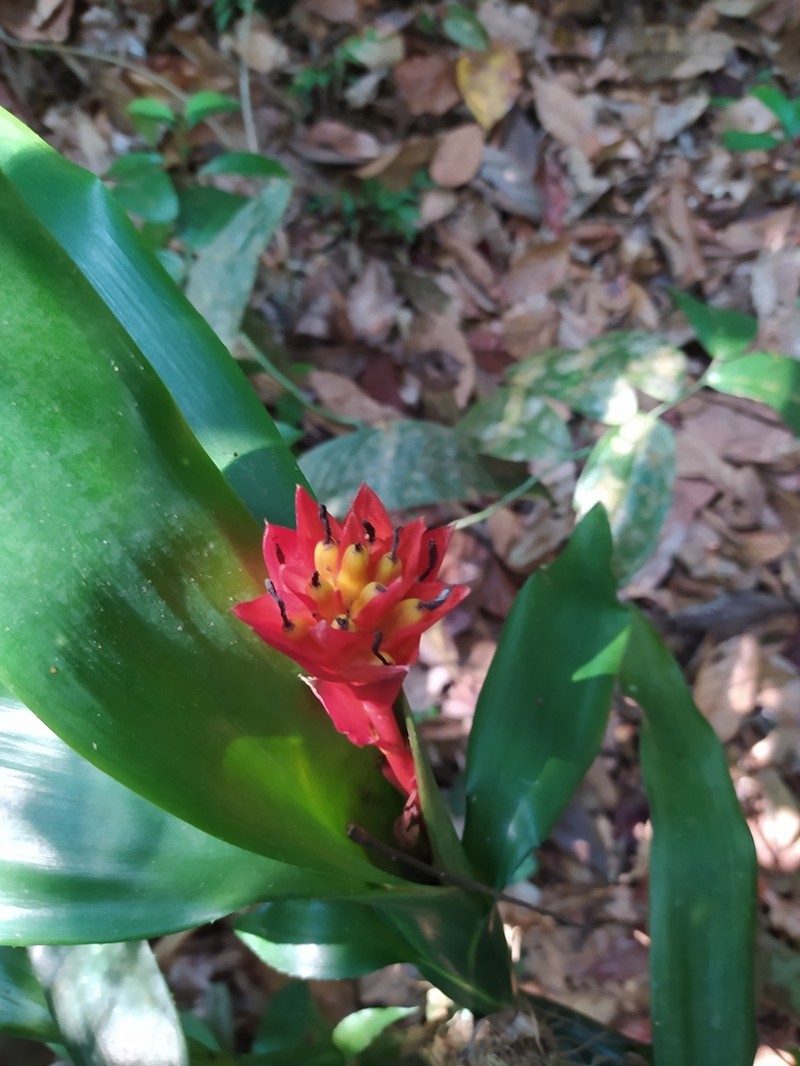 Aechmea corymbosa photo 4